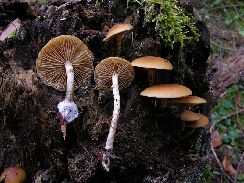 Galerina da determinare n0039(2007)